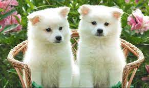 Mơ thấy 2 con chó trắng